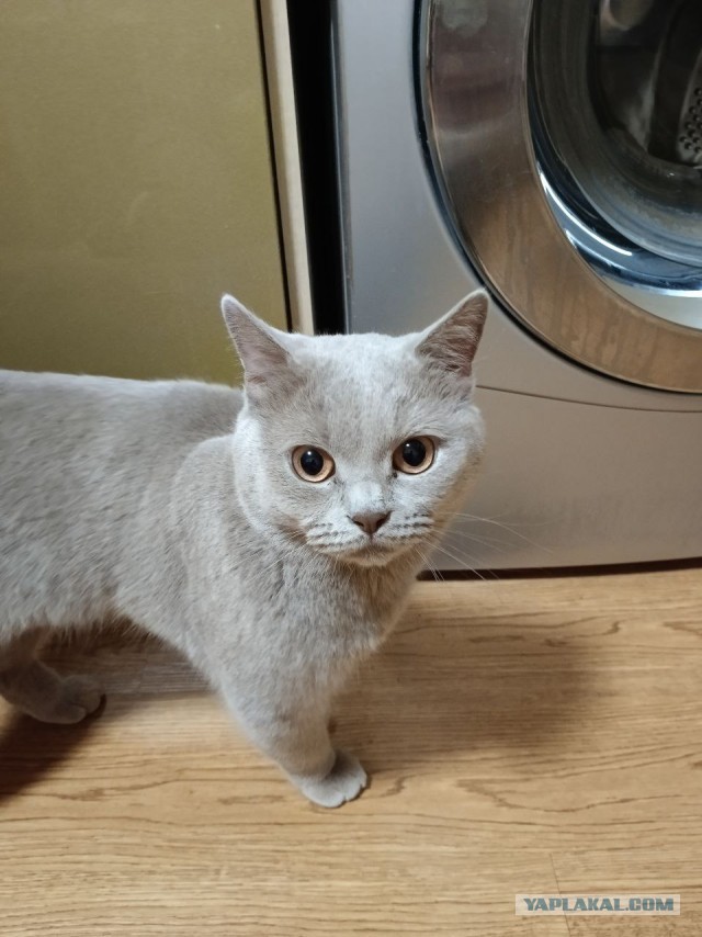 Я теперь тоже с котом