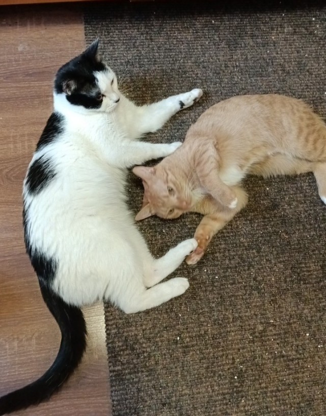 Котовторник