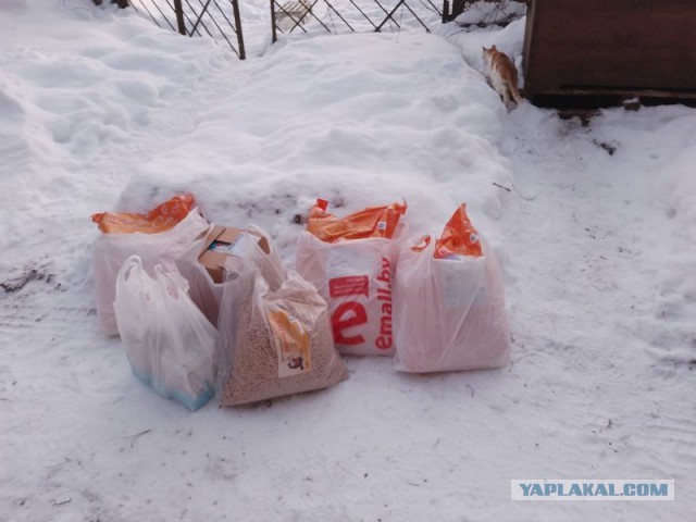 Жизнь домашнего приюта для котеек 570