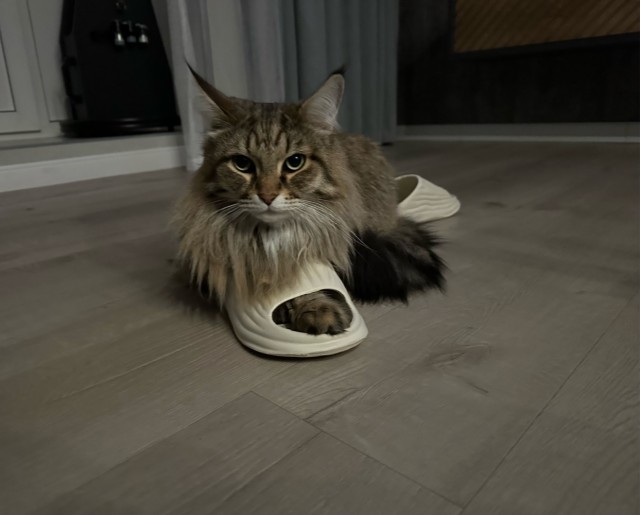 К котовторнику