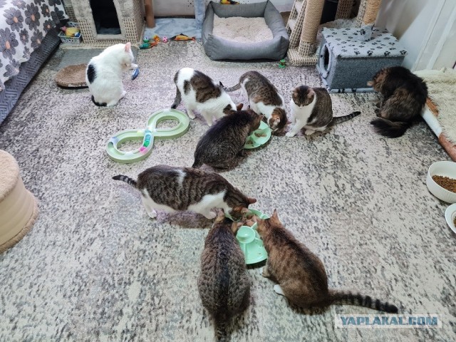 Котиков Вам в ленту