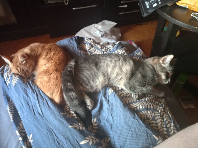 Мои котаны