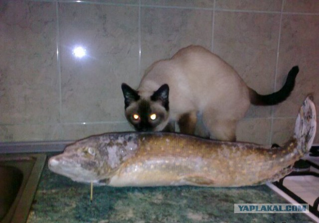 Котовторник 26.11.2013