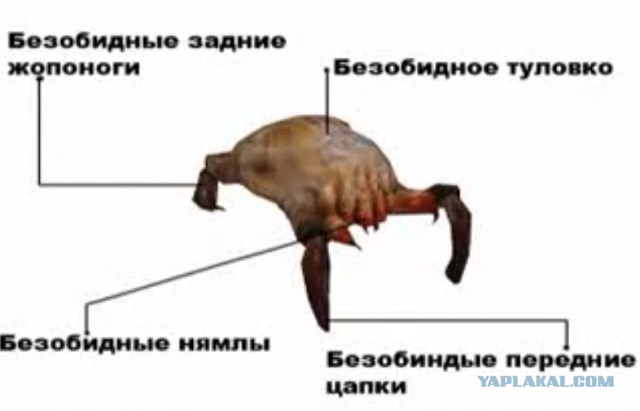 Мой ласковый и нежный зверь