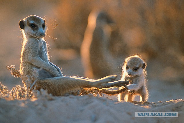 удалить! тест !