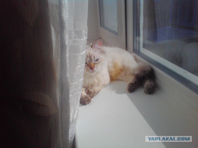 Котовторник 25.02.2014