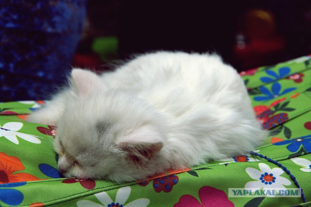 Котовторник 6.05.2014