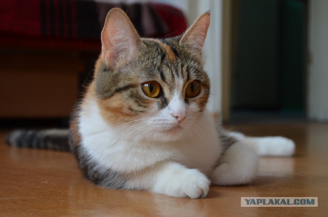 Котовторник 27.5.2014