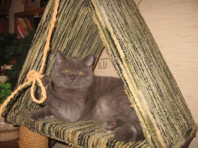 Дом для кота на скорую руку