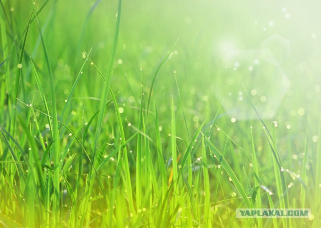 Плюсомет со шпалометом