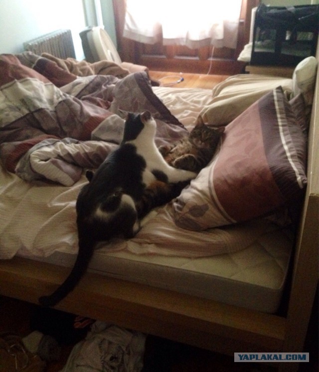 Котовторник 31.03.2015