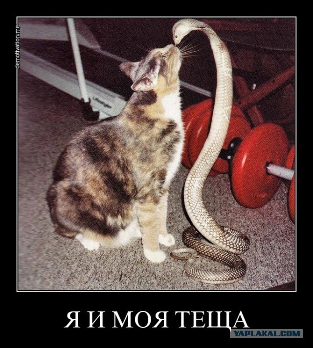 Пока не видит тёща.