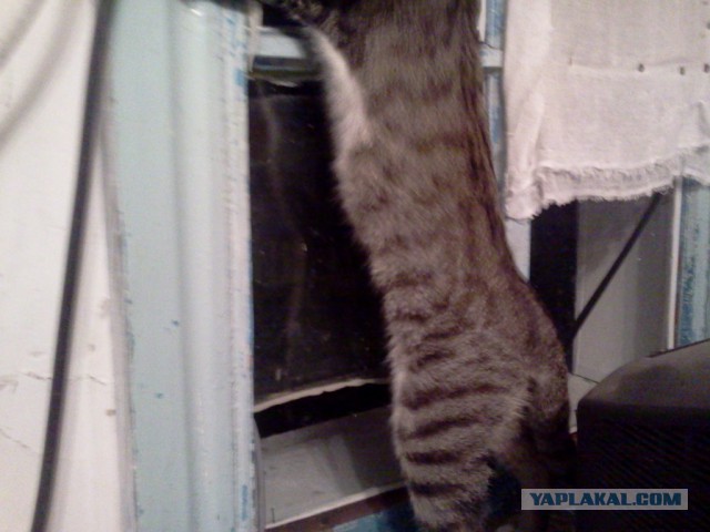 Котовторник 15-09-2015 !