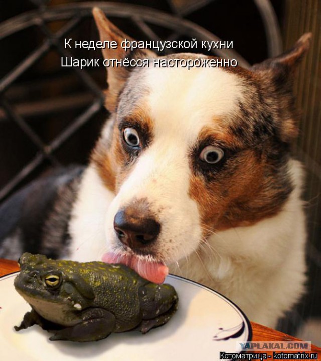 Собакочетверг 17.09.2015