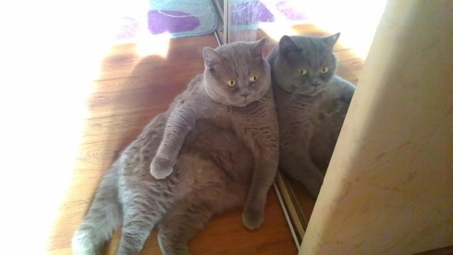 Что делать с котом
