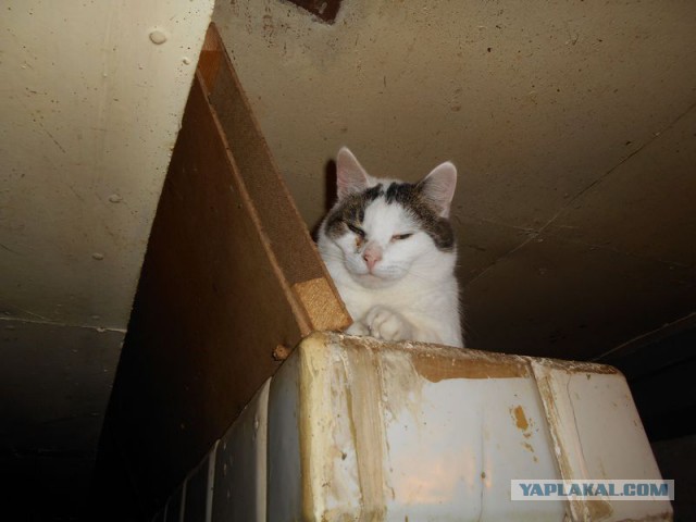 Жизнь домашнего приюта для котеек 92