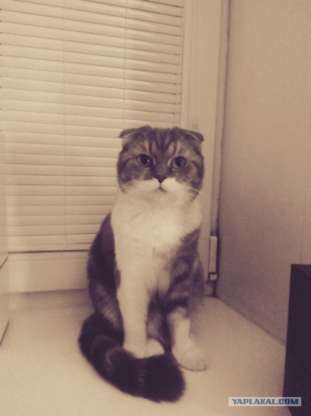 Пост невероятной кошачьей красоты. 25 фот.