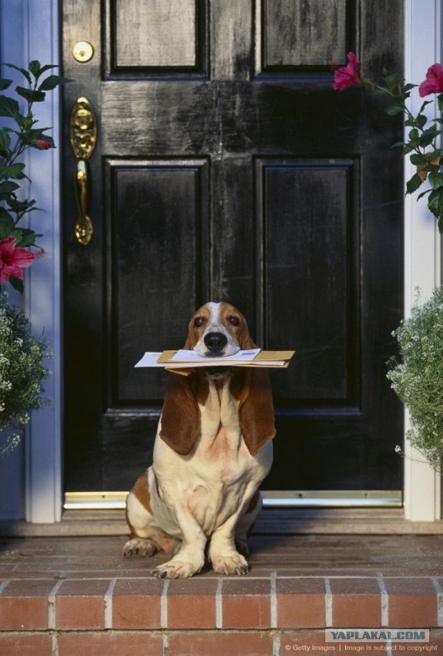 Собакочетверг