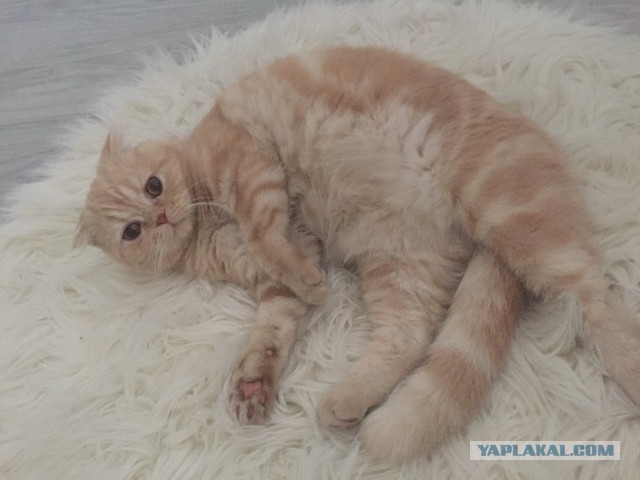 Как лечить депрессию у кота