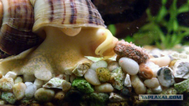 Аквариумные страдания