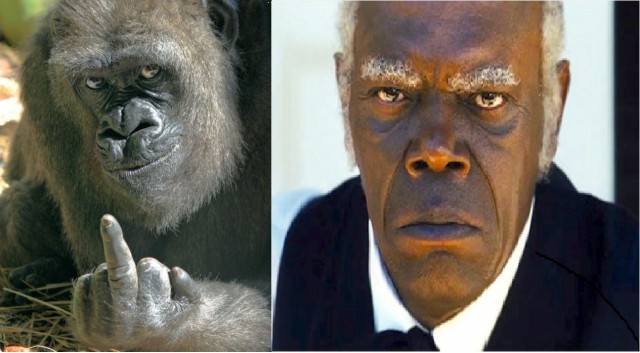 Скотинки - Животинки