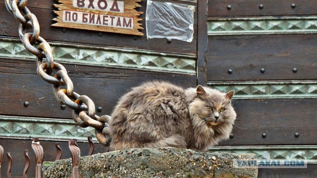 Котовторник  01.03.2016