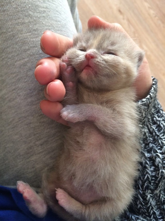 Про моего котика: нежного, злого, вредного