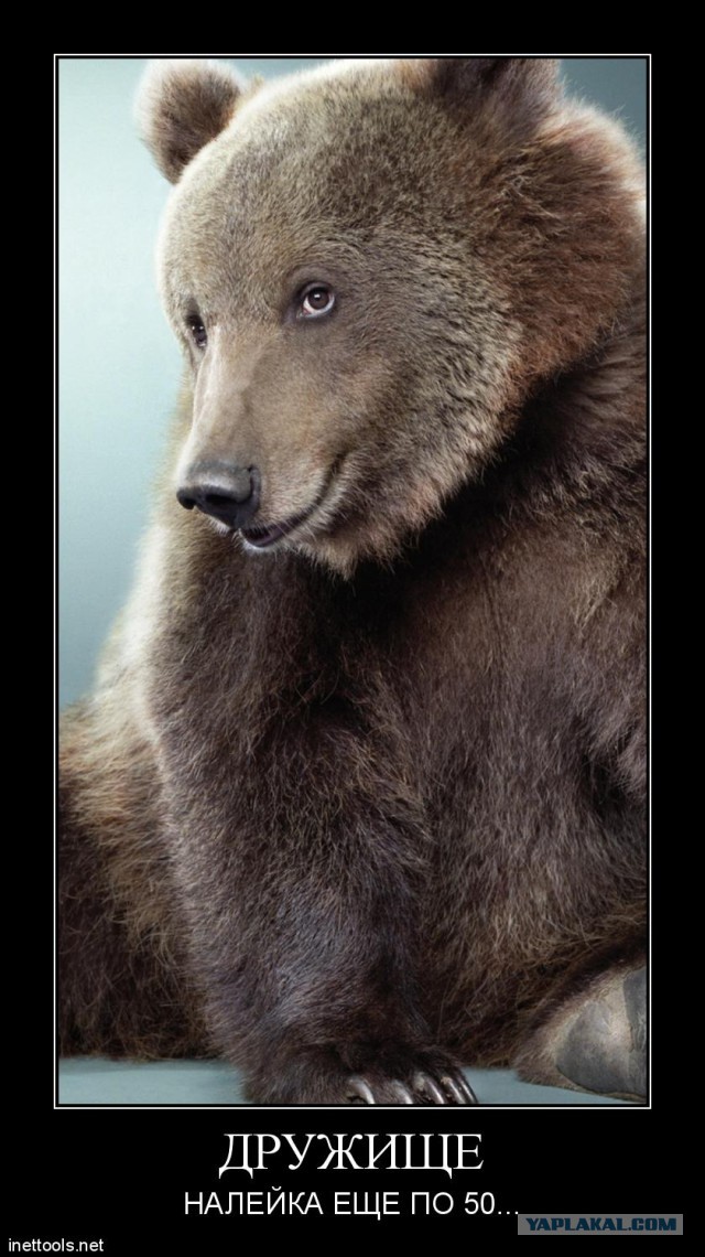Медведь напал на село в Новосибирской области