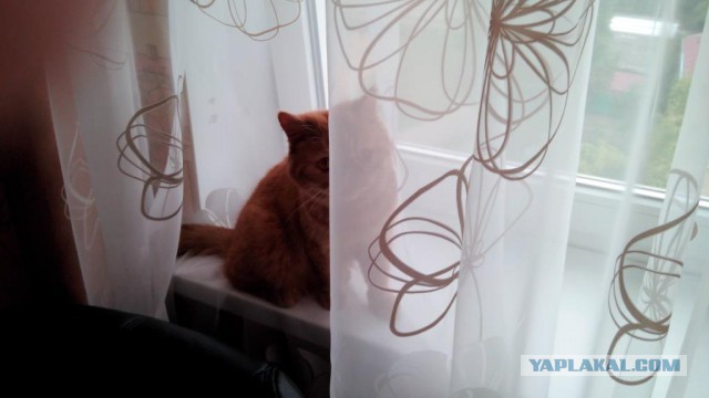Котопрятки