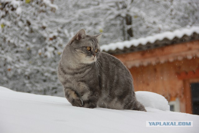 Котовторник 08.11.2016