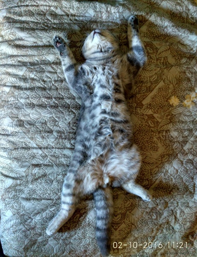 Если кот спит, значит, кот сыт