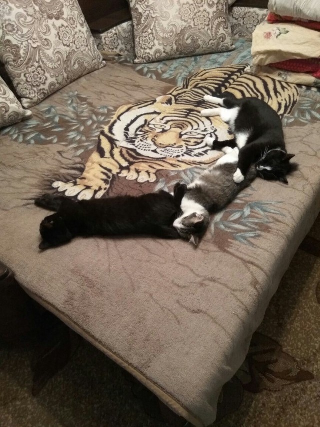 Коты из сети