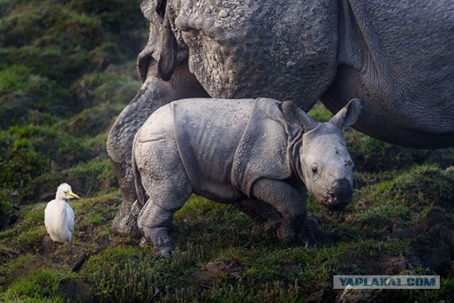 В национальном парке отстреливают людей, чтобы сберечь носорогов