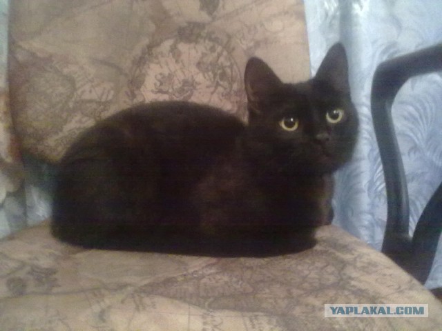 Котовторник 14.03.2017