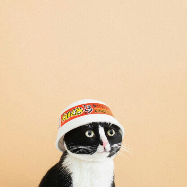 Коты и Кошки