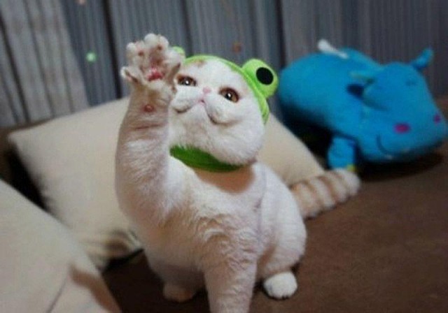 Коты и Кошки