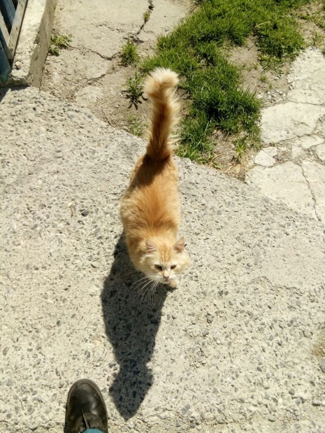 Котовторник 22.08.2017 г.