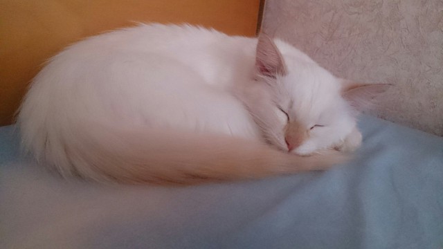 Коты и Кошки
