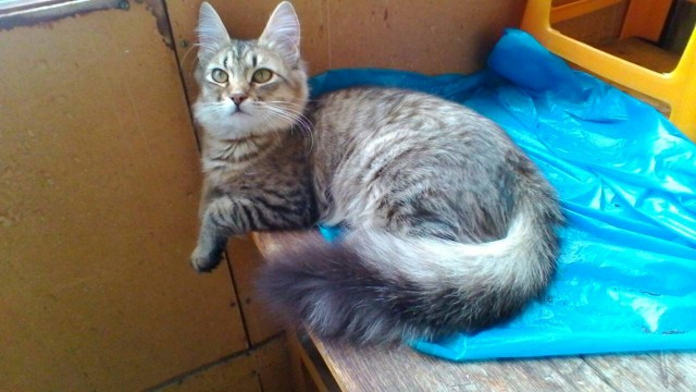 Котовторник 27.03.2018