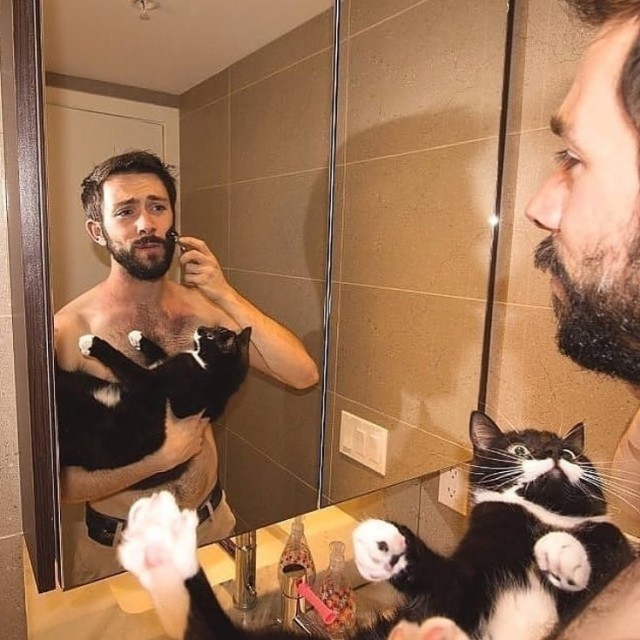 Прикольных котов пост