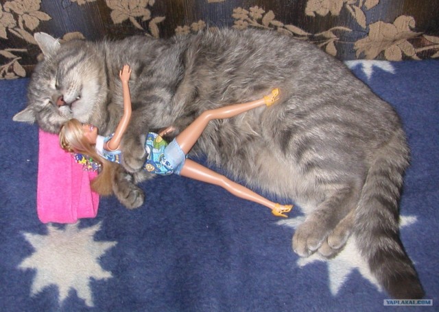 Котовторник 1.02.2011