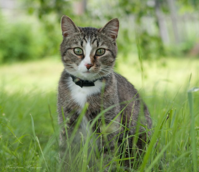 Котовторник объявляется открытым!