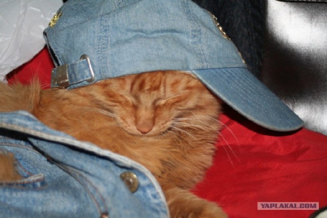 Котовторник с Кузей