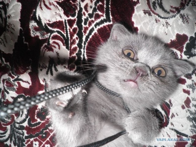 Котовторник в "КотоГетто"