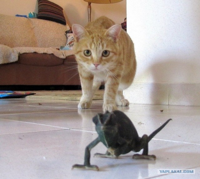 Котовторник!
