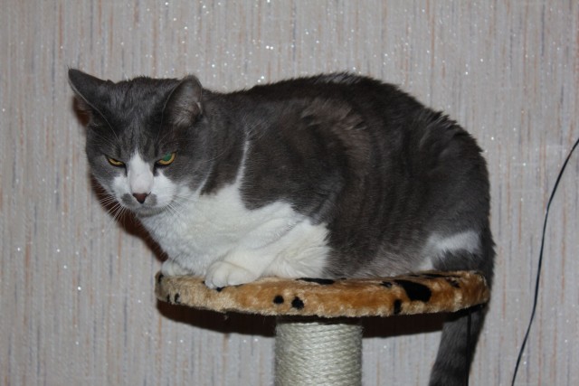Котовторник 06.12.2011