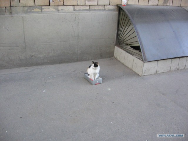 Котовторник 17 января