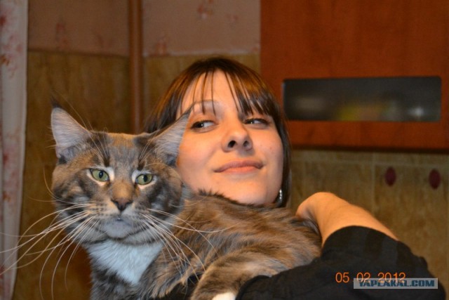 Котовторник (07.02.2012)