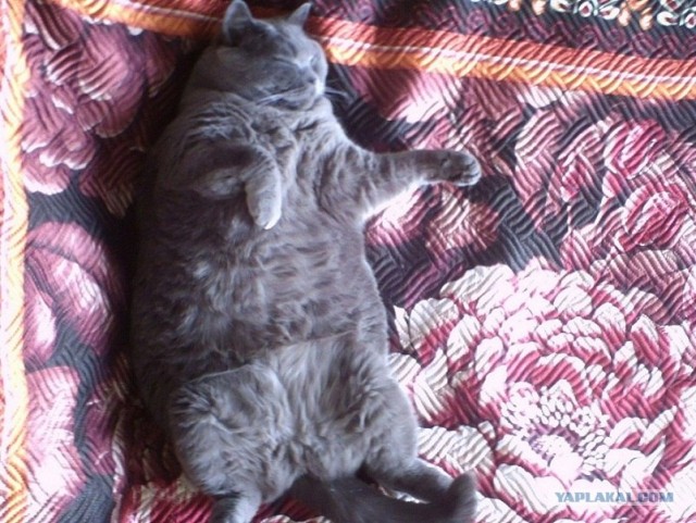 Котовторник (28.02.2012)