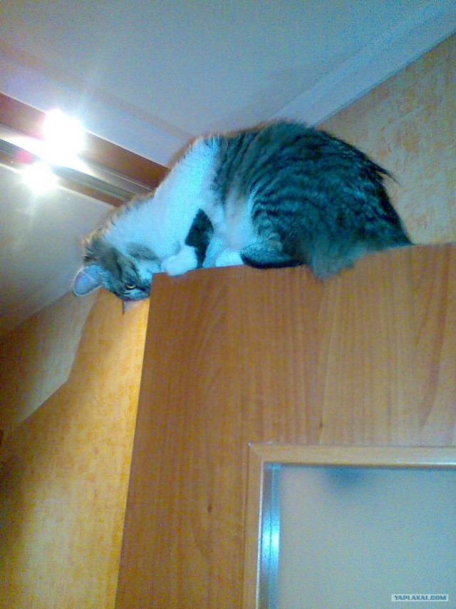 Котовторник  19.06.2012